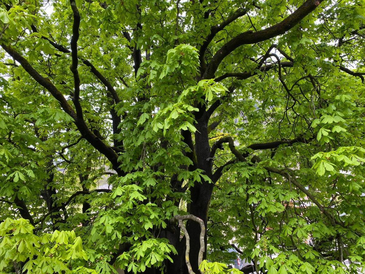 Green Corner Of Bovec - Apartment Bovec Buitenkant foto